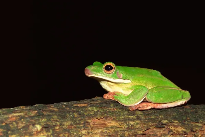 Framed Print : Giant tree frog sitting on a log Framed Print : Giant tree frog sitting on a log