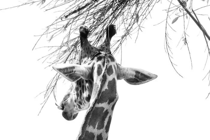 Framed Print : Giraffe Snacking on leaves Framed Print : Giraffe Snacking on leaves