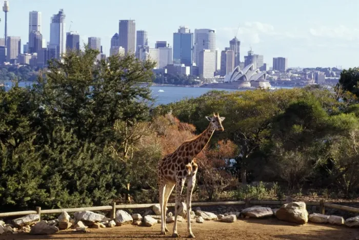 Framed Print : Giraffe in Zoo