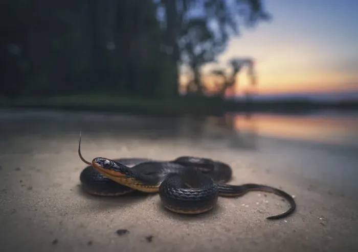 Framed Print : Glossy Crayfish Snake (Regina rigida) Framed Print : Glossy Crayfish Snake (Regina rigida)