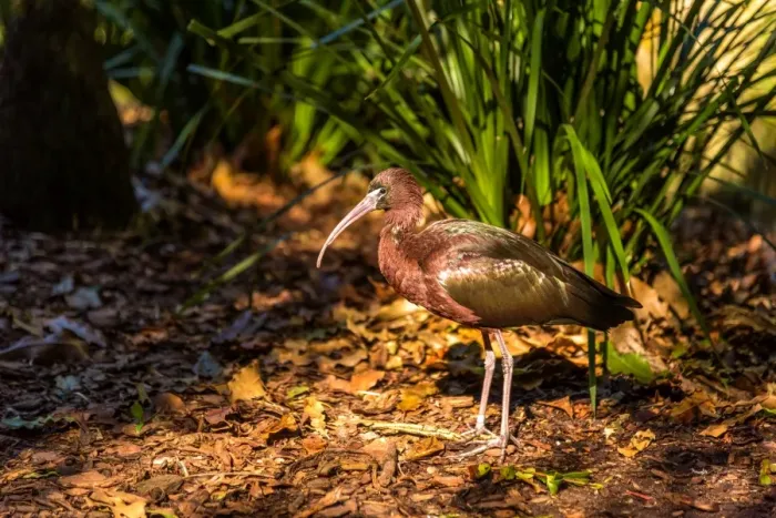 Framed Print : Glossy Ibis