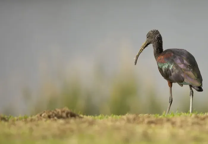 Framed Print : Glossy Ibis