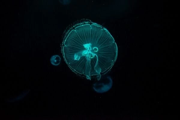 Glowing jelly fish