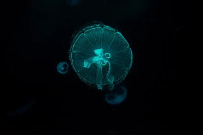 Framed Print : Glowing jelly fish