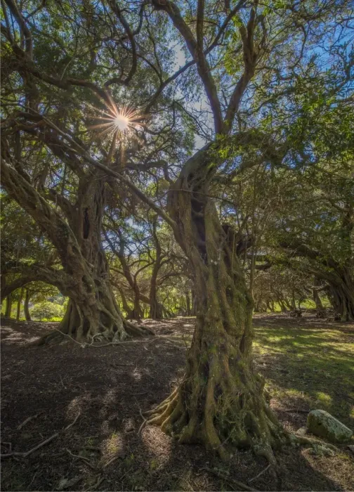 Framed Print : Gnarled trees