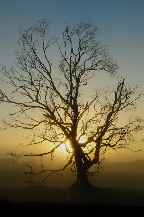 Framed Print : Gnarly Tree