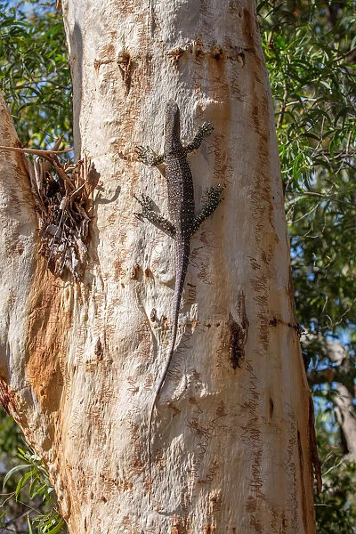 Goanna climbing Scribbly gum Eucalyptus tree in Australia