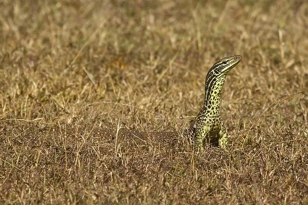Goanna. Monitor Lizard, East Point Reserve, Darwin