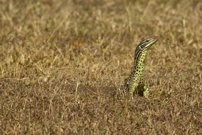 Framed Print : Goanna. Monitor Lizard, East Point Reserve, Darwin