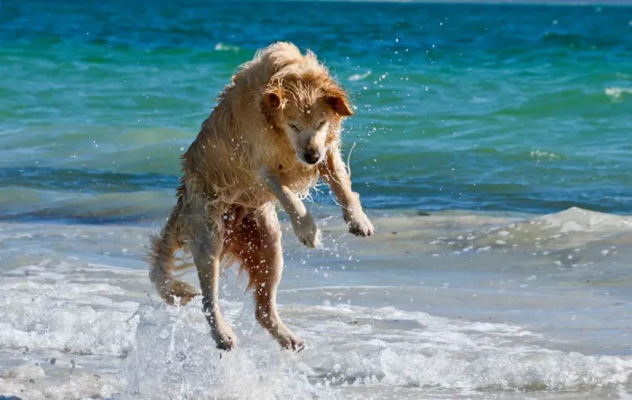 Framed Print : Gold retriever