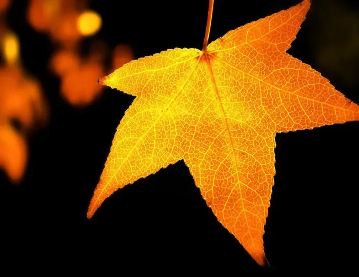 Framed Print : Golden autumn maple leaf Framed Print : Golden autumn maple leaf