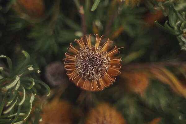 Golden Candlesticks - Banksia spinulosa