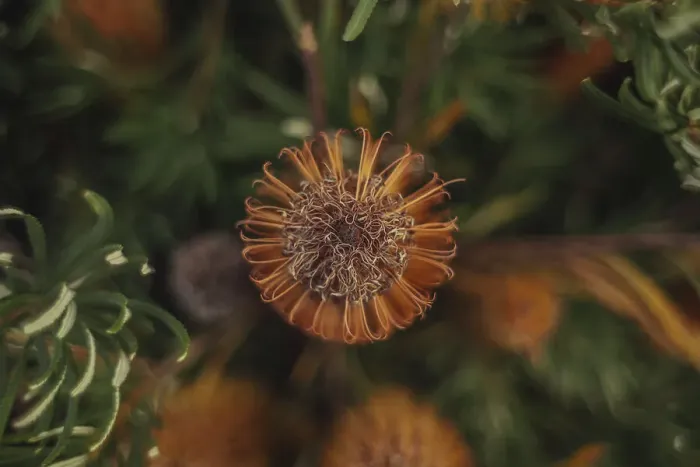 Framed Print : Golden Candlesticks - Banksia spinulosa