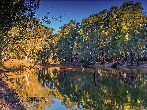 Golden light of an Autumn dusk in the Murray valley National park, along a Billabong of the Murray river, Corowa, New South Wales, Australia