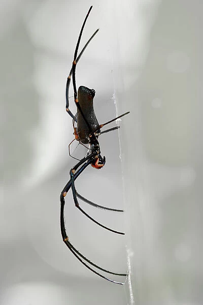 Golden Orb Spider, side view in web