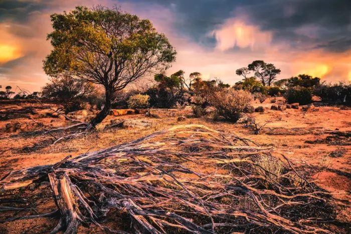 Framed Print : Golden Outback Framed Print : Golden Outback