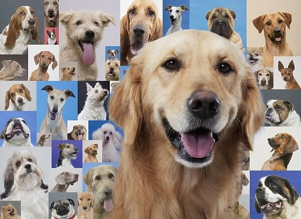 Golden retriever and montage of various dogs