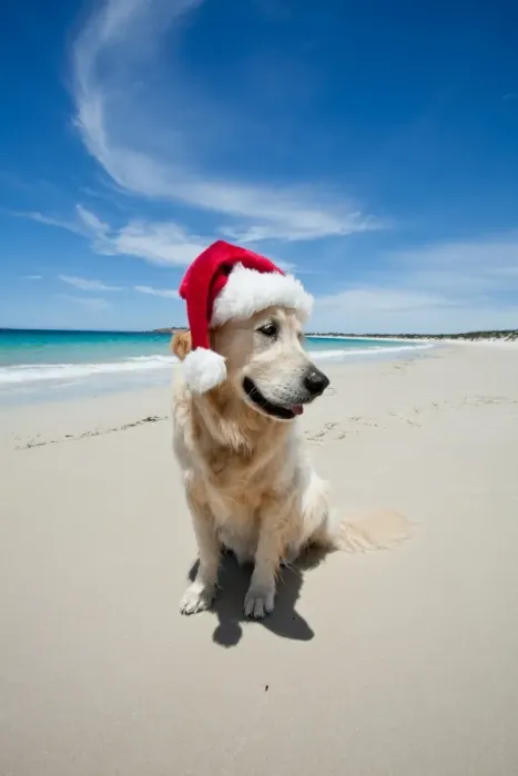 Framed Print : Golden Retriever at pristine beach Framed Print : Golden Retriever at pristine beach