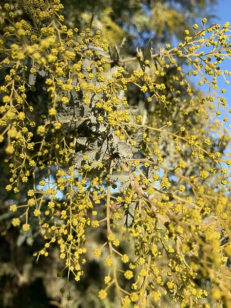 Golden Wattle Acacia growing in Australian bushland