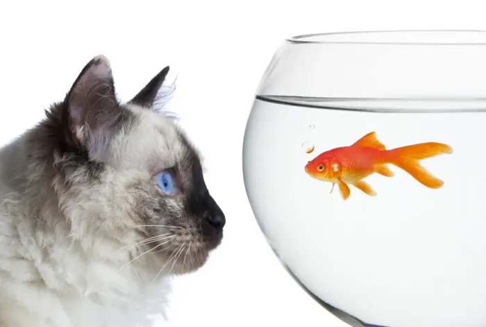 Framed Print : Goldfish Framed Print : Goldfish