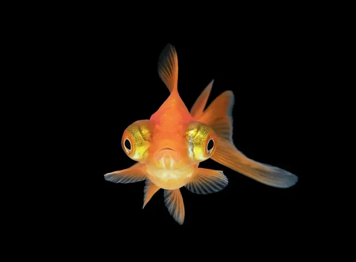 Framed Print : Front on Goldfish with black background Framed Print : Front on Goldfish with black background