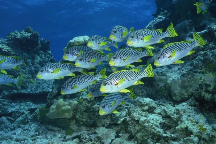 Framed Print : Goldmans sweetlips in the Great Barrier Reef, Australia Framed Print : Goldmans sweetlips in the Great Barrier Reef, Australia