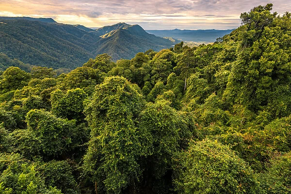 Gondwana Rainforest at Dorrigo National Park, New South Wales