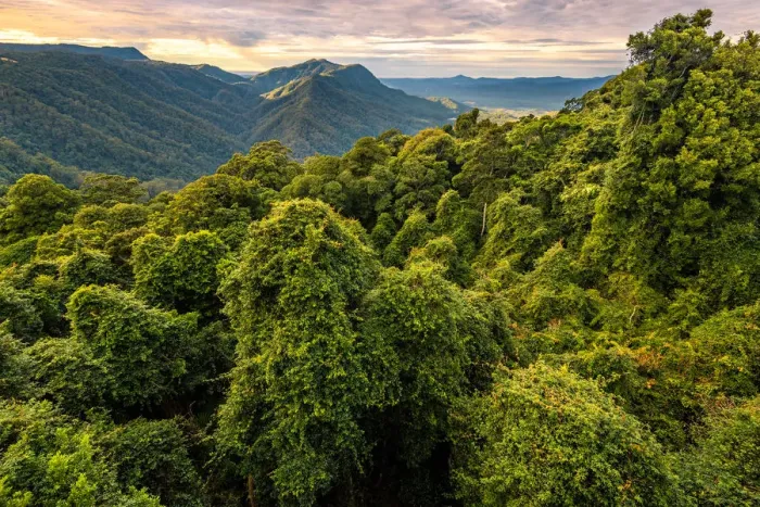 Framed Print : Gondwana Rainforest at Dorrigo National Park, New South Wales Framed Print : Gondwana Rainforest at Dorrigo National Park, New South Wales