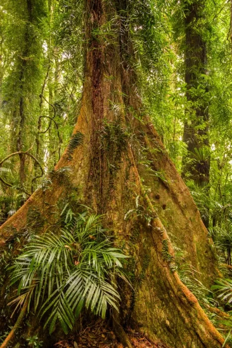 Framed Print : Gondwana Rainforest at Dorrigo National Park, New South Wales Framed Print : Gondwana Rainforest at Dorrigo National Park, New South Wales