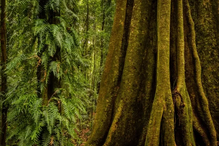 Framed Print : Gondwana Rainforest at Dorrigo National Park, New South Wales Framed Print : Gondwana Rainforest at Dorrigo National Park, New South Wales