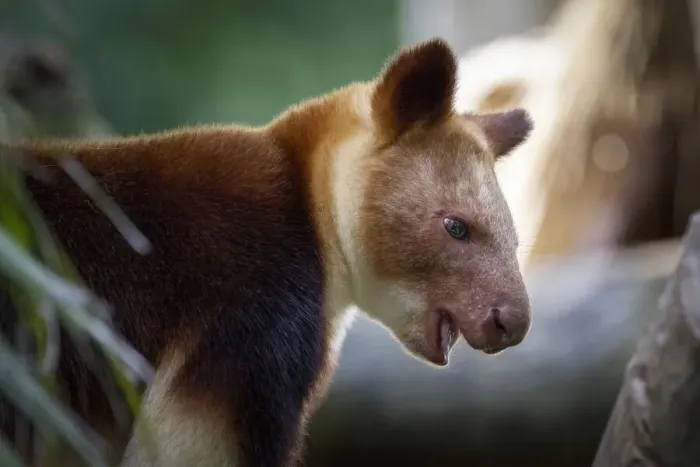 Framed Print : Goodfellows Tree Kangaroo -Dendrolagus goodfellowi