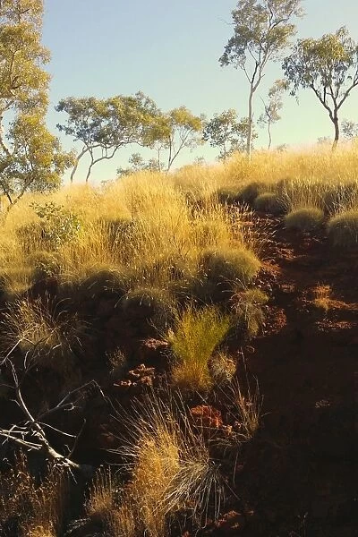 Gorge Top. Wlking up the trail throught the spinifex