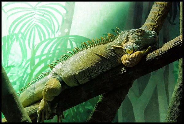 Gorgeous Lizard at Taronga Zoo