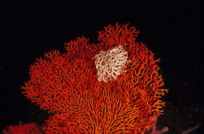Framed Print : gorgonian coral or seafan