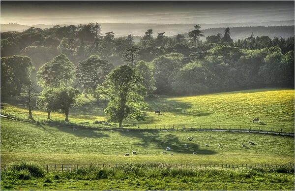 Grange Heath, a very scenic rural area near the Isle of Purbeck, Dorset, England