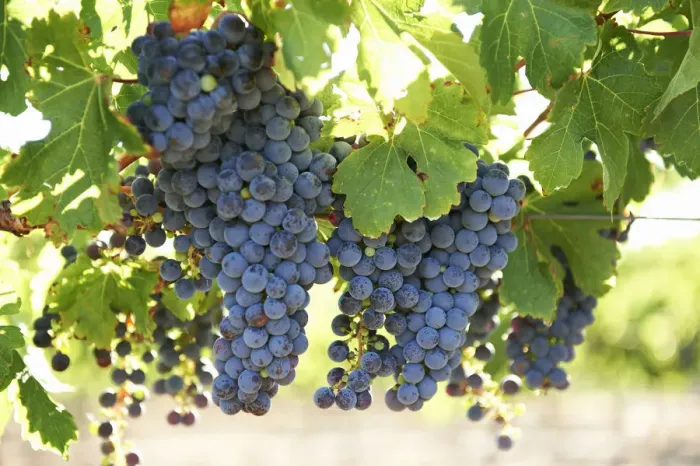 Framed Print : Grapes Framed Print : Grapes
