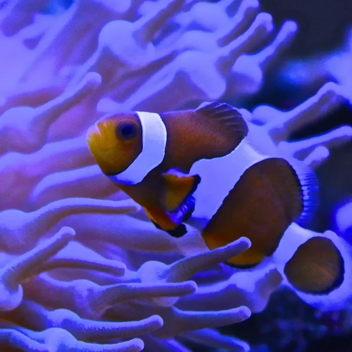 Framed Print : Graphic Clownfish Framed Print : Graphic Clownfish