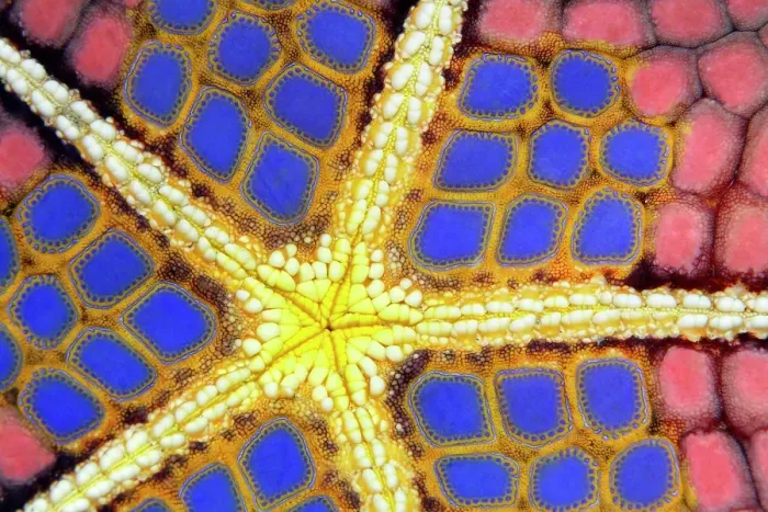 Framed Print : Graphic structure on underside of Red Pillow Starfish (Halithyle regularis), detail, Pacific, Great Barrier Reef, UNESCO World Heritage