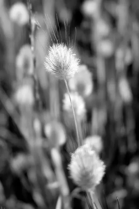Framed Print : Grass in Grey