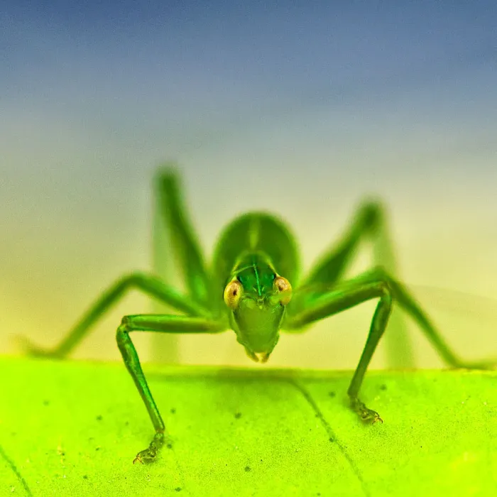 Framed Print : Grass hopper