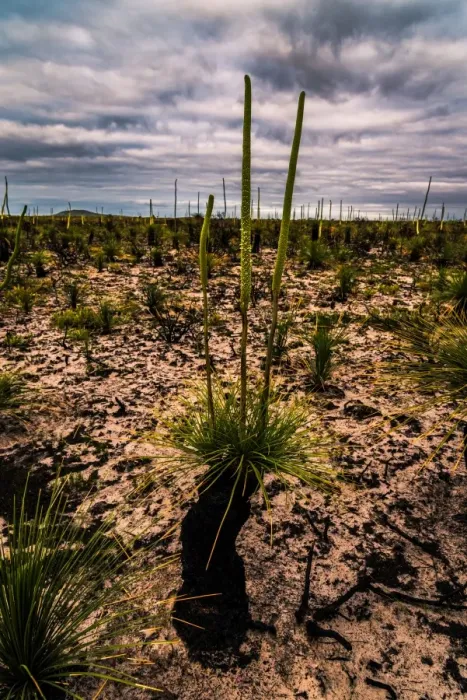 Framed Print : Grass tree