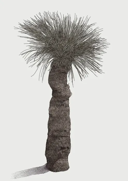 Framed Print : Grass Tree (Xanthorrhoea sp.) Illustration Framed Print : Grass Tree (Xanthorrhoea sp.) Illustration