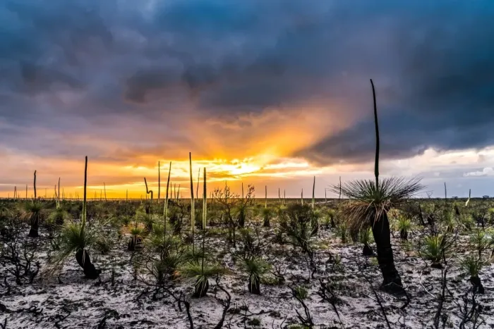 Framed Print : Grass trees Framed Print : Grass trees