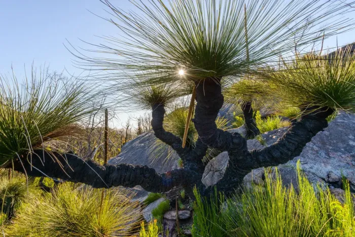 Framed Print : Grass Trees, DaEntrecasteaux National Park, Western Australia, Australia