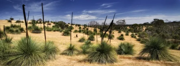 Framed Print : Grass trees Kanagaroo Island South Australia Framed Print : Grass trees Kanagaroo Island South Australia