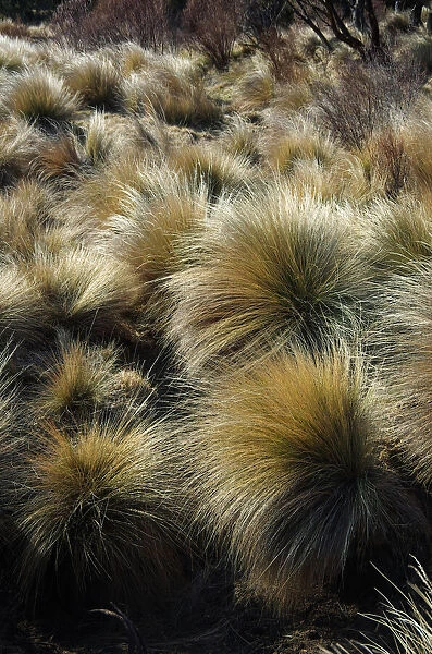 Grass tussocks in Kosciuszko National Park, Snowy Mountains, New South Wales, Australia