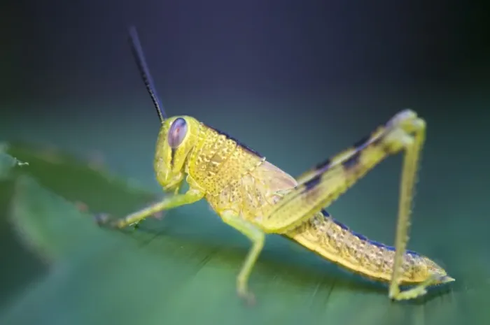 Framed Print : Grasshopper on Leaf Framed Print : Grasshopper on Leaf