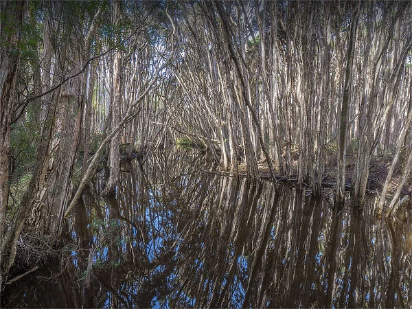 Grassy creek reflections of Melaleucas, King Island, Bass Strait, Tasmania, Australia