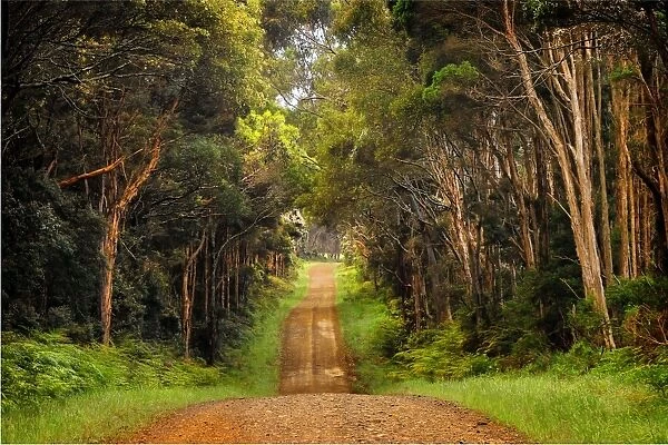 A gravelled rural road into farmland, King Island, Bass Strait, Tasmania, Australia