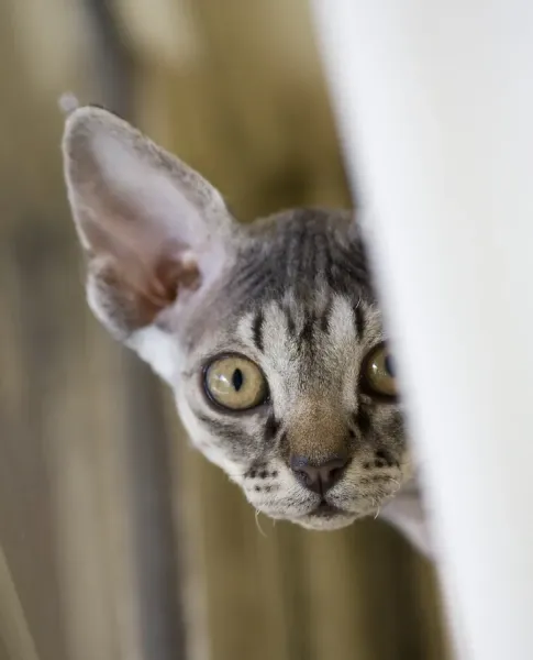 Natural Devon Gray Cat Art Prints, Posters Puzzles from